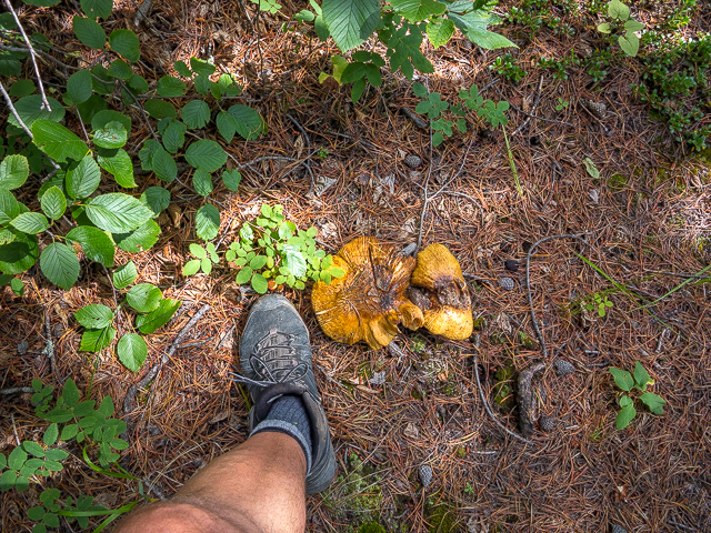 Mushrooms of Kananaskis