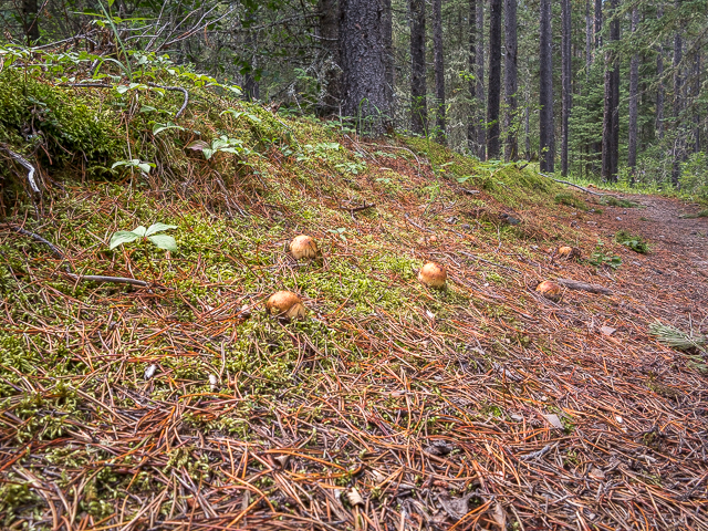 Mushroom Hiking Trail