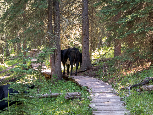 Cows Kananaskis Trails