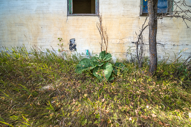 Abandoned House Rhubarb