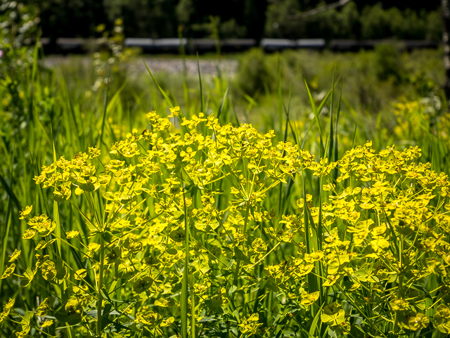Calgary Yellow Flowers