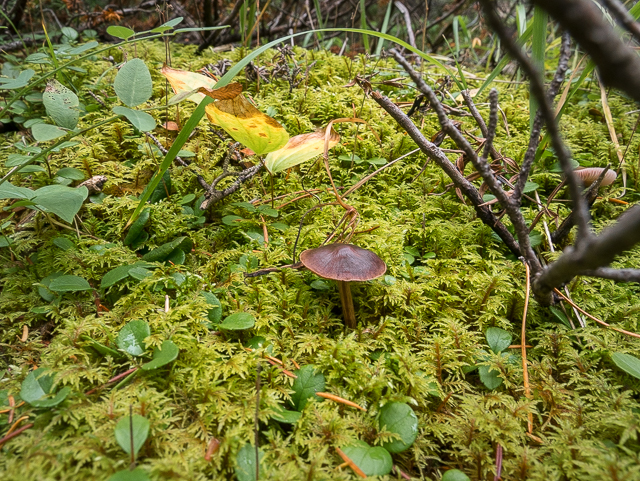 Moss & Mushrooms