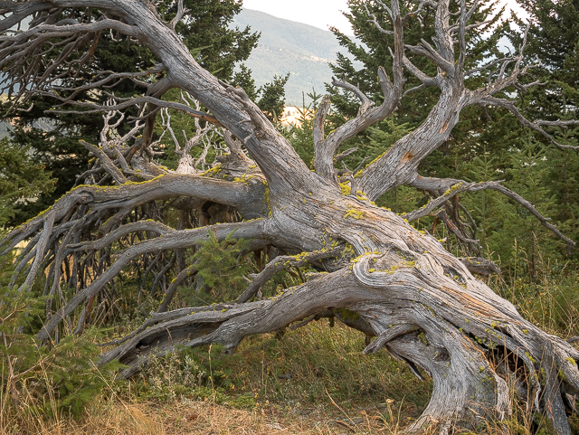 Wind Gnarled Tree Crowsnest