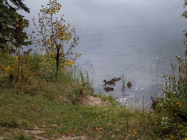 Ducks Crimson Lake
