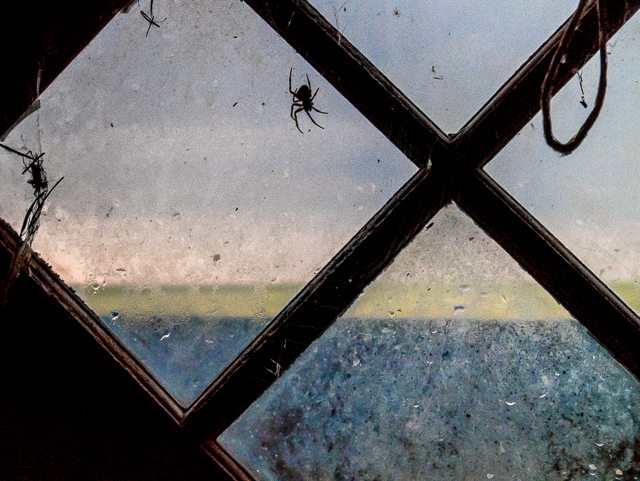 Abandoned Barn Spider