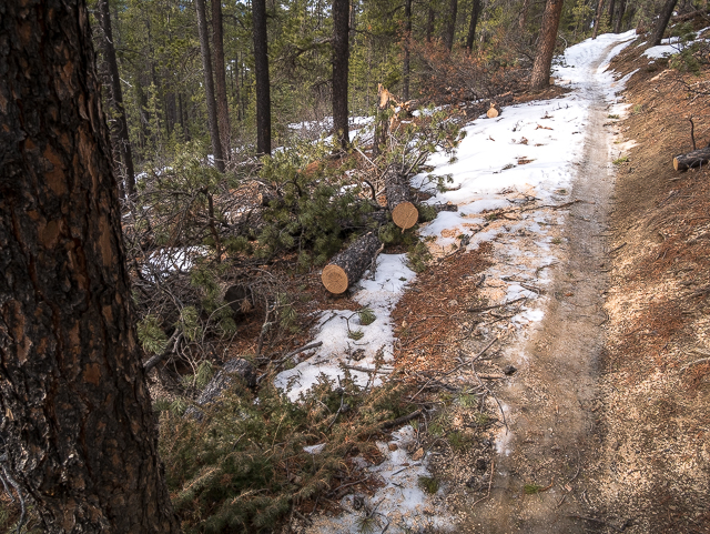 Blowdown Bragg Creek Trail
