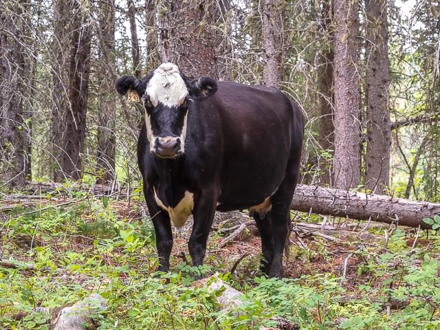 Kananaskis Cow