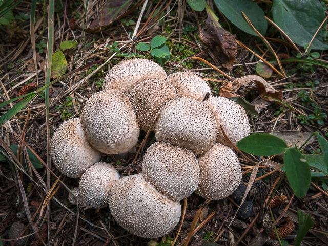 Pufball Mushroom