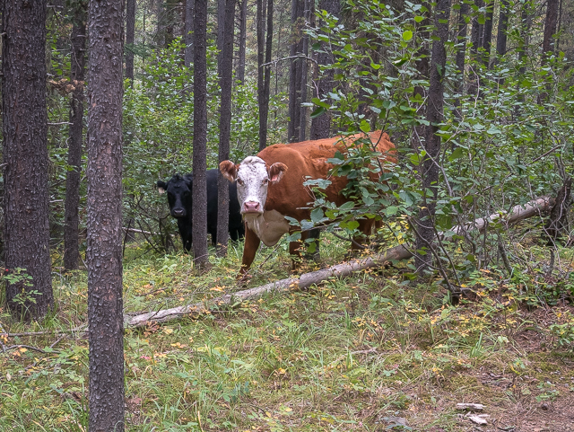 Cows Bragg Creek Trails