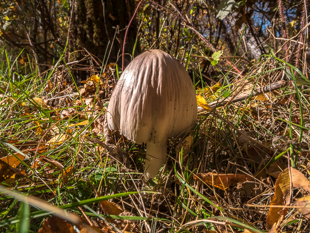 Miquelon Lake Park Mushrooms