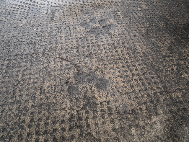 Paw Prints from 1913