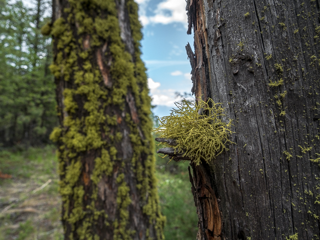 East Kootenay Lichens