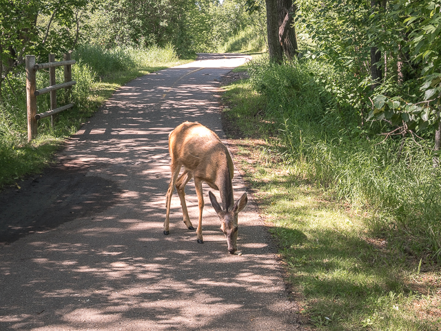 Red Deer Pathways