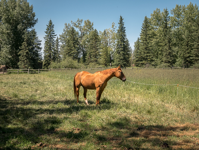 Horse in Red Deer Alberta