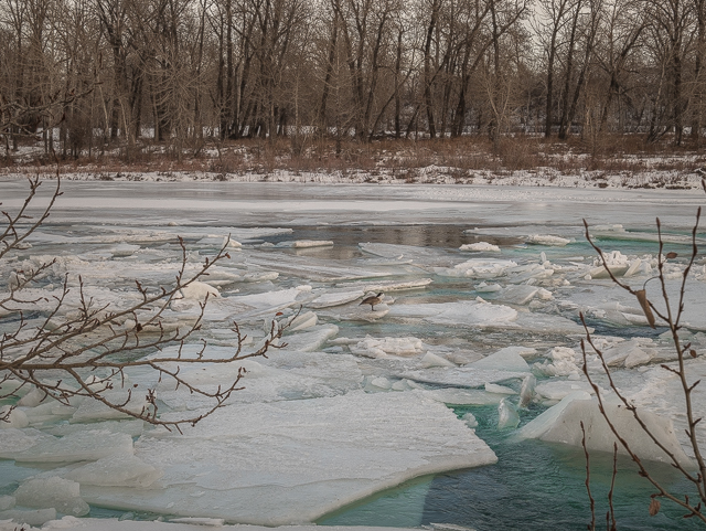 Frozen Bow River