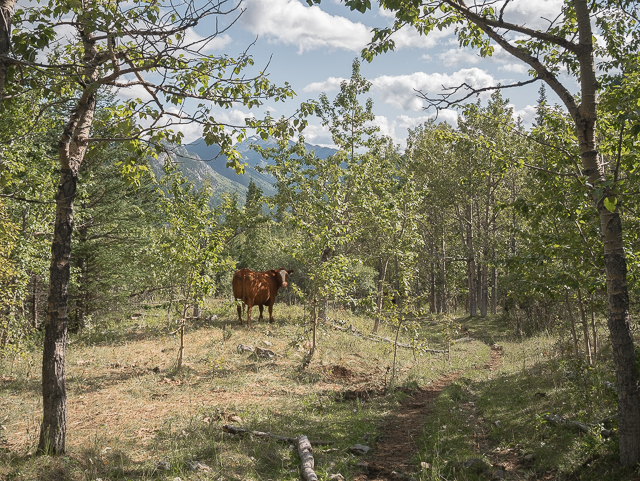 Cows Grass Pass Trail