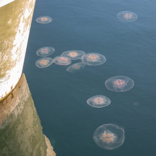 Jellyfish of Comox Harbour