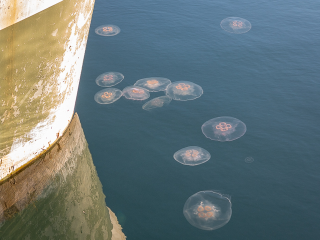 Jellyfish of Comox Harbour
