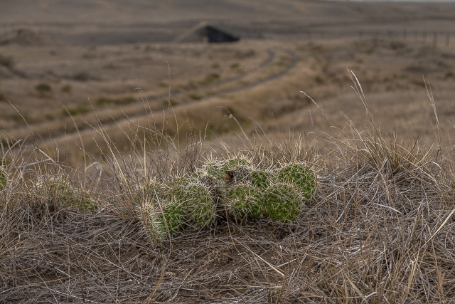 SE Alberta Cactus