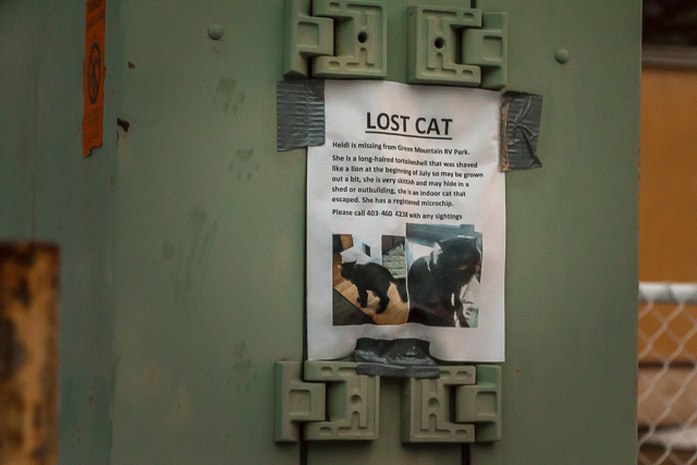 Lost Cat Coleman