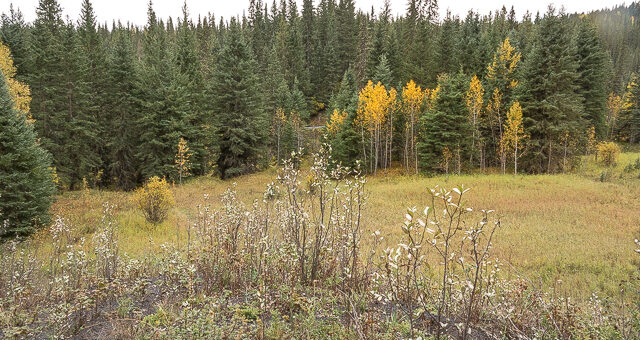 Silver Creek Mine Dump