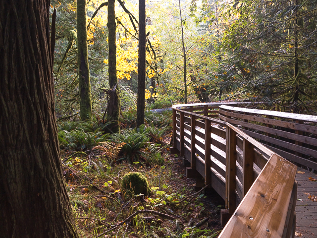 Cathedral Grove Walkway