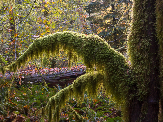 Cathedral Grove Moss