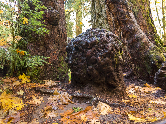 Cathedral Grove Living Stump