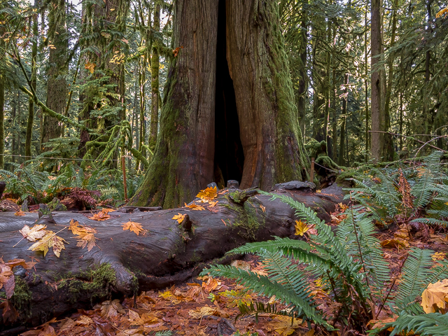 Big Tree Cathedral Grove