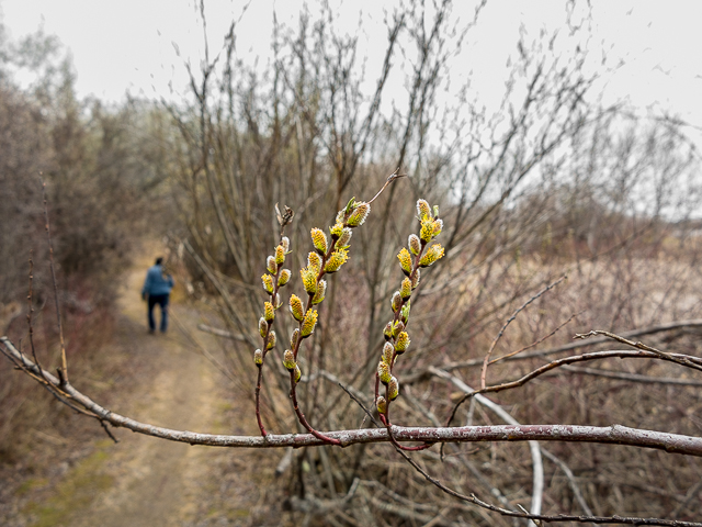Hiking Trail Alix Lake