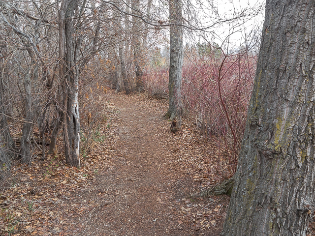 Trail Around Alix Lake
