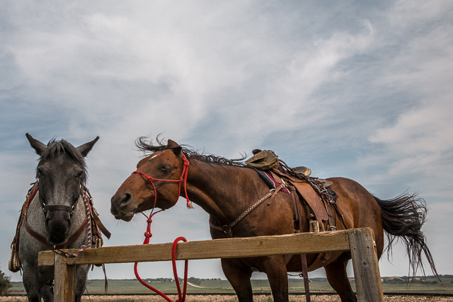 Horses Big Valley Alberta
