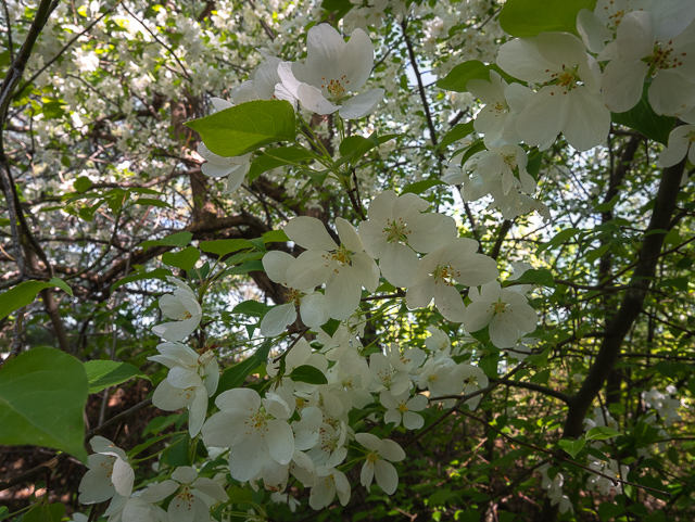 Hiking Mill Creek Ravine