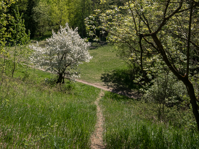 Edmonton Mill Creek Ravine
