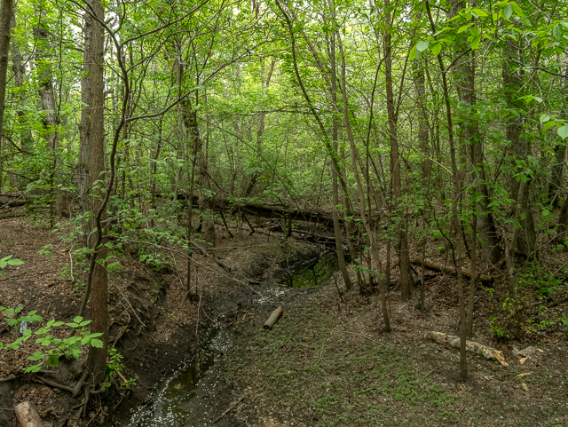 Mill Creek Ravine Woods