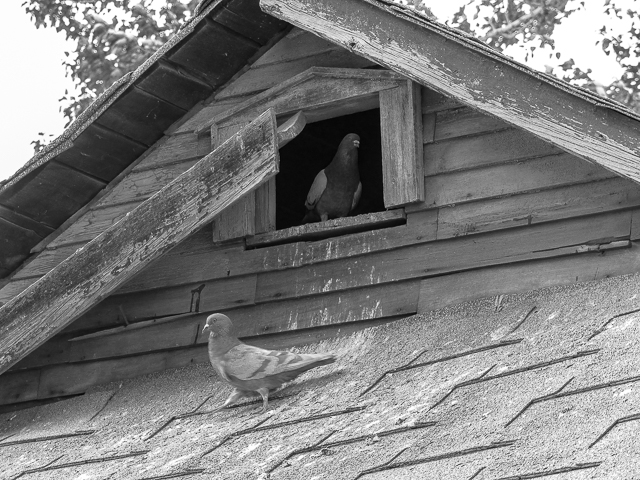 Home Alyth/Bonnybrook Calgary