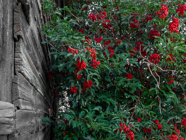 Demonstration Farm Vulcan Alberta