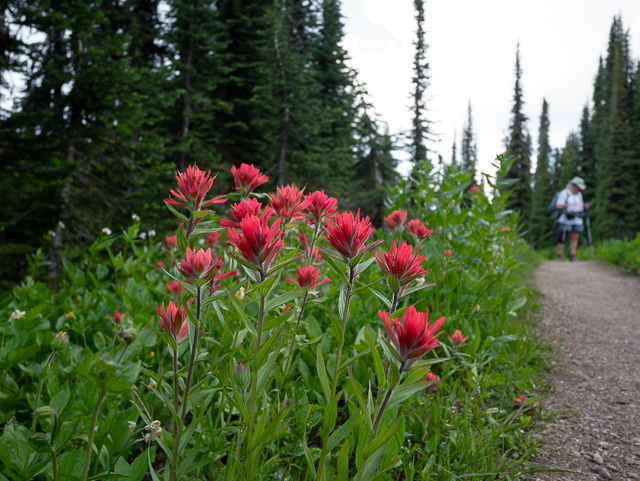Mount Revelstoke National Park