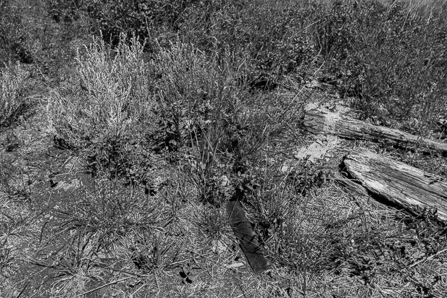 Remains Carolside Alberta