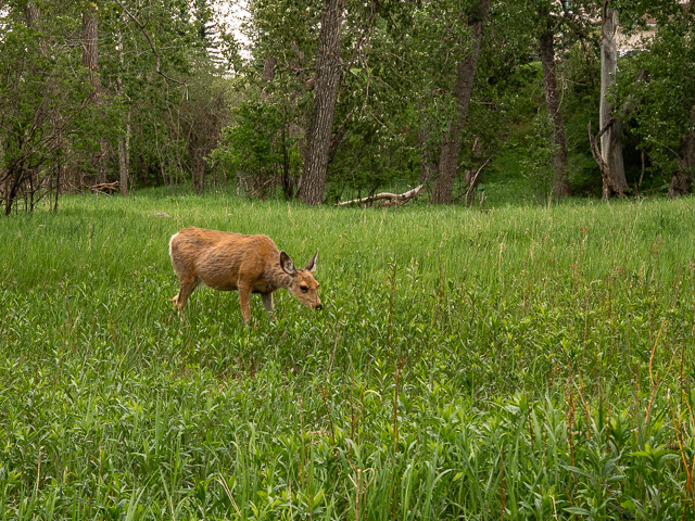 Deer Okotoks Alberta