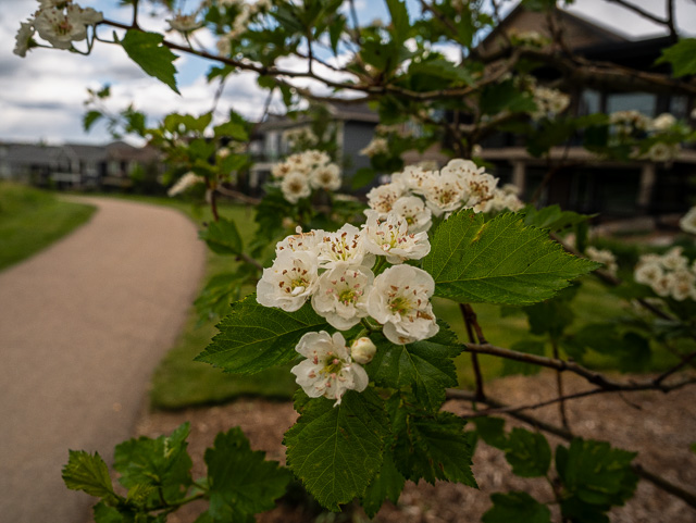 Okotoks Pathways Spring