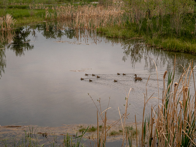 Mountainview Ponds Okotoks