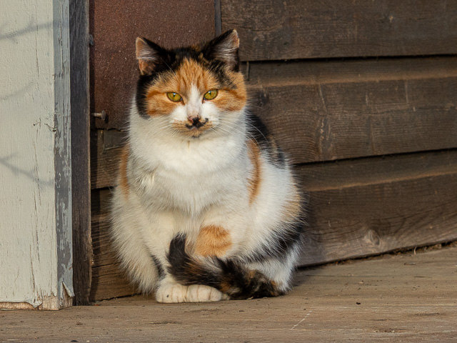 Rowley Alberta Cat